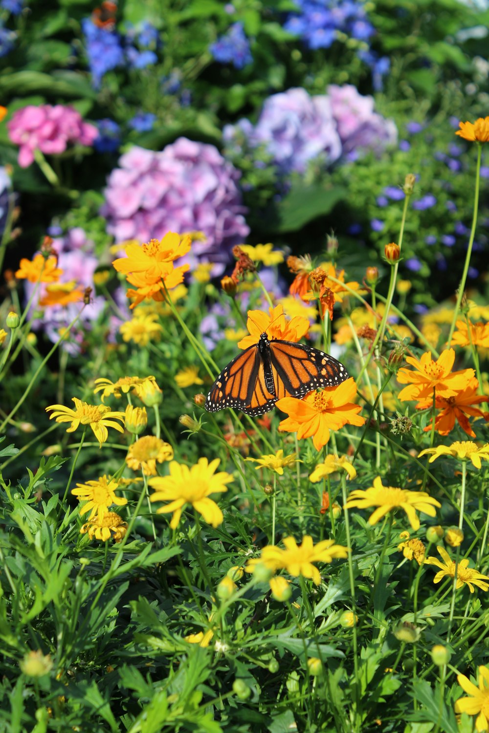 a monarch butterfly in a field of flowers