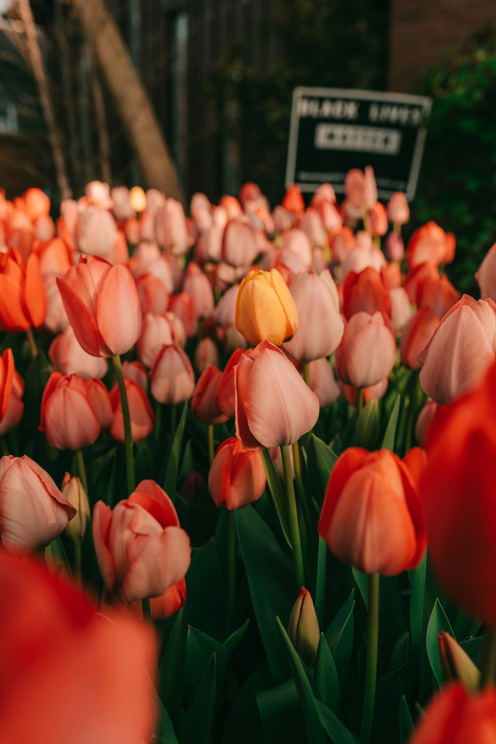 a field of red and pink tulips with a sign in the background
