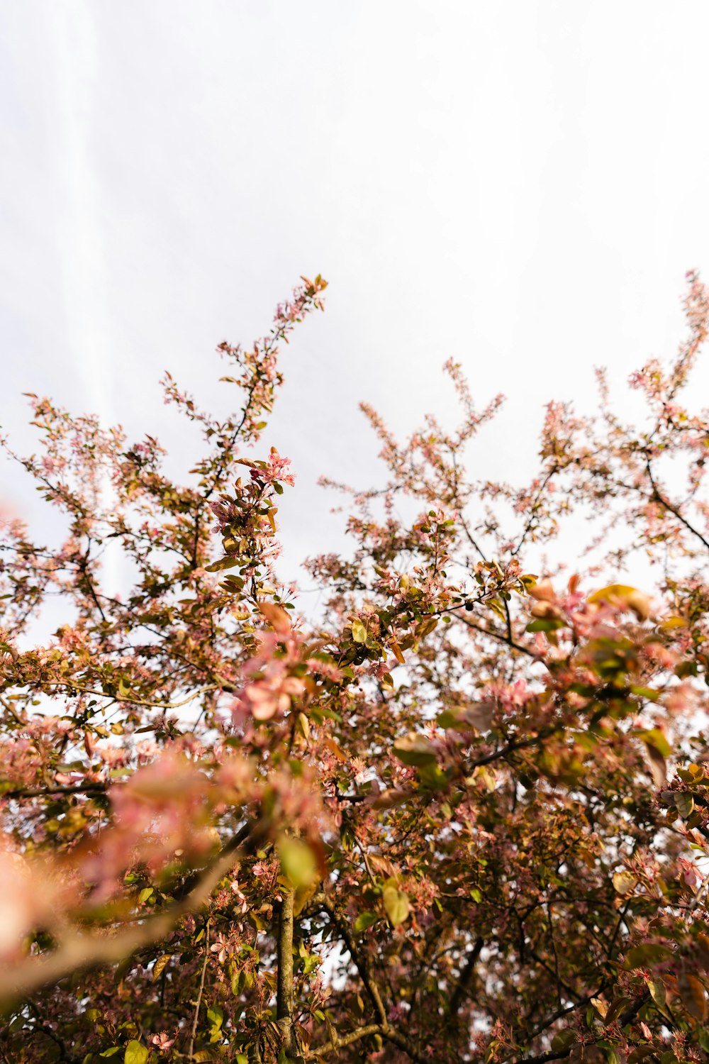 a tree with lots of pink flowers on it