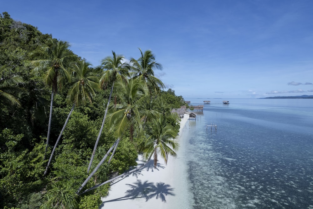 an aerial view of a tropical beach with palm trees