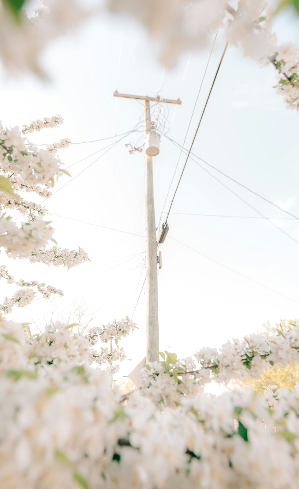 晴れた日に白い花に囲まれた電柱