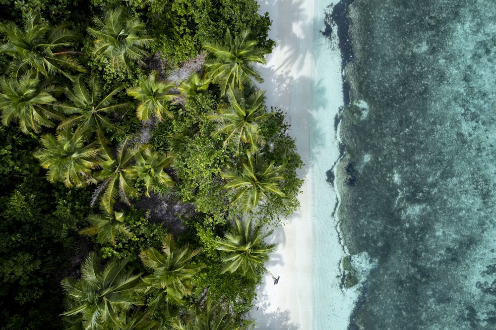 an aerial view of a tropical beach with palm trees