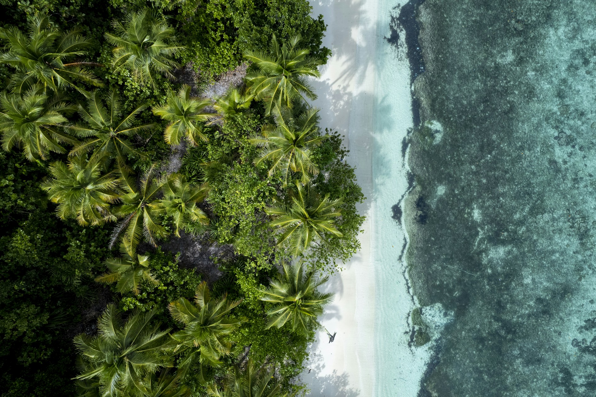 an aerial view of a tropical beach with palm trees