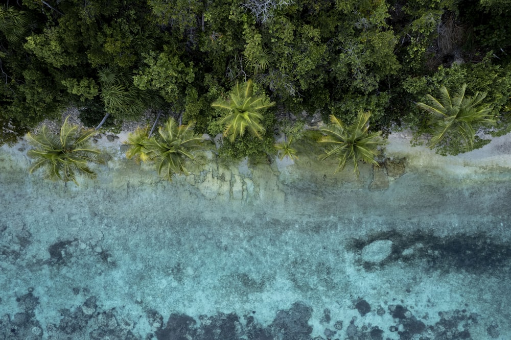 an aerial view of a beach with palm trees