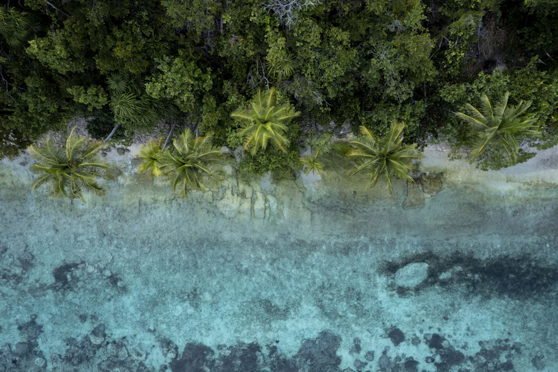Aerial view of a Pacific island beach with palm trees