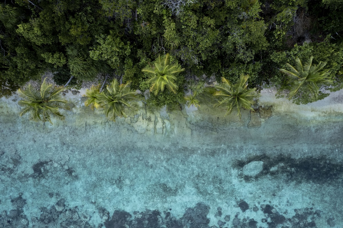 Raja Ampat September — Kri Island beach palm trees aerial