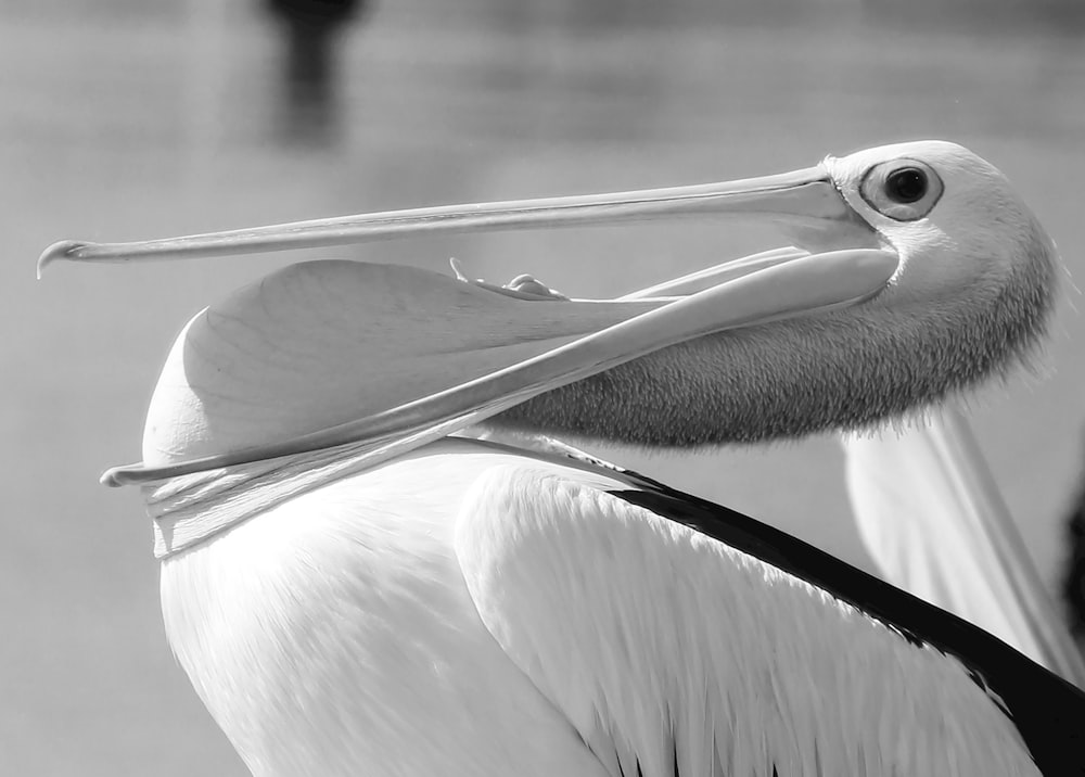 a large bird with a long beak and a long bill