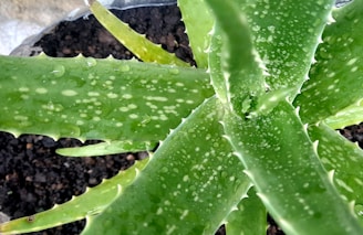 Close-up of an aloe vera plant with dewdrops on its thick, fleshy leaves. The leaves have a serrated edge and a green color with dotted patterns, all emerging from a central point in the soil.