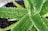 Close-up of an aloe vera plant with dewdrops on its thick, fleshy leaves. The leaves have a serrated edge and a green color with dotted patterns, all emerging from a central point in the soil.