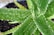 Close-up of an aloe vera plant with dewdrops on its thick, fleshy leaves. The leaves have a serrated edge and a green color with dotted patterns, all emerging from a central point in the soil.