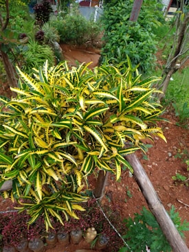 A vibrant garden scene featuring a croton plant with striking yellow and green variegated leaves. The plant is situated in a garden area with rich red-brown soil and surrounded by various other lush green plants and shrubs. Wooden stakes are used to support some plants.