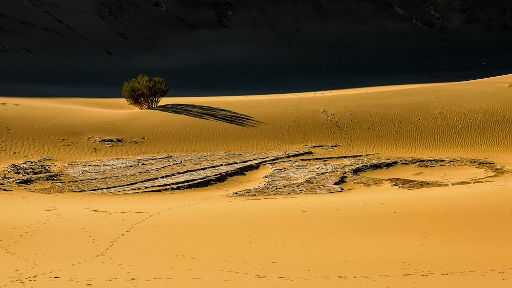 a lone tree in the middle of a desert