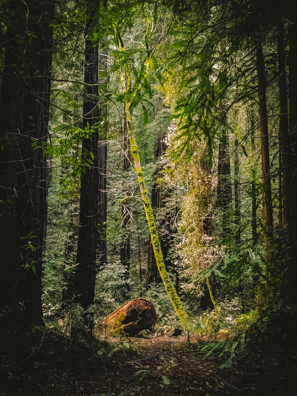 a forest filled with lots of green trees