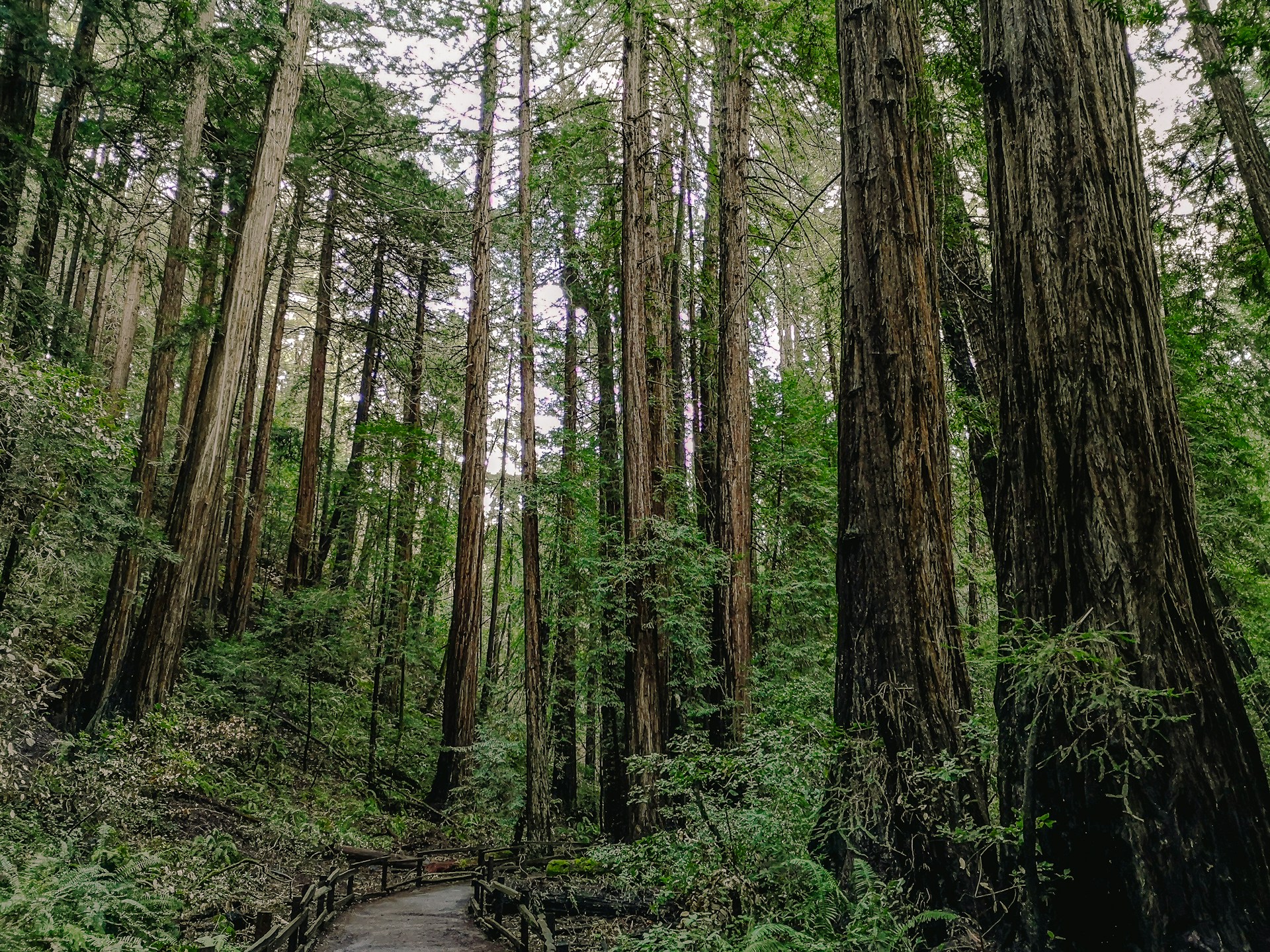 a path in the middle of a forest surrounded by tall trees