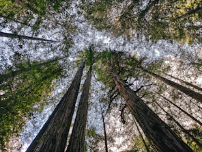 looking up at tall trees in a forest