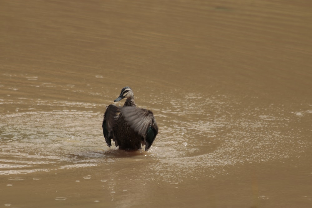 a large bird standing in a body of water