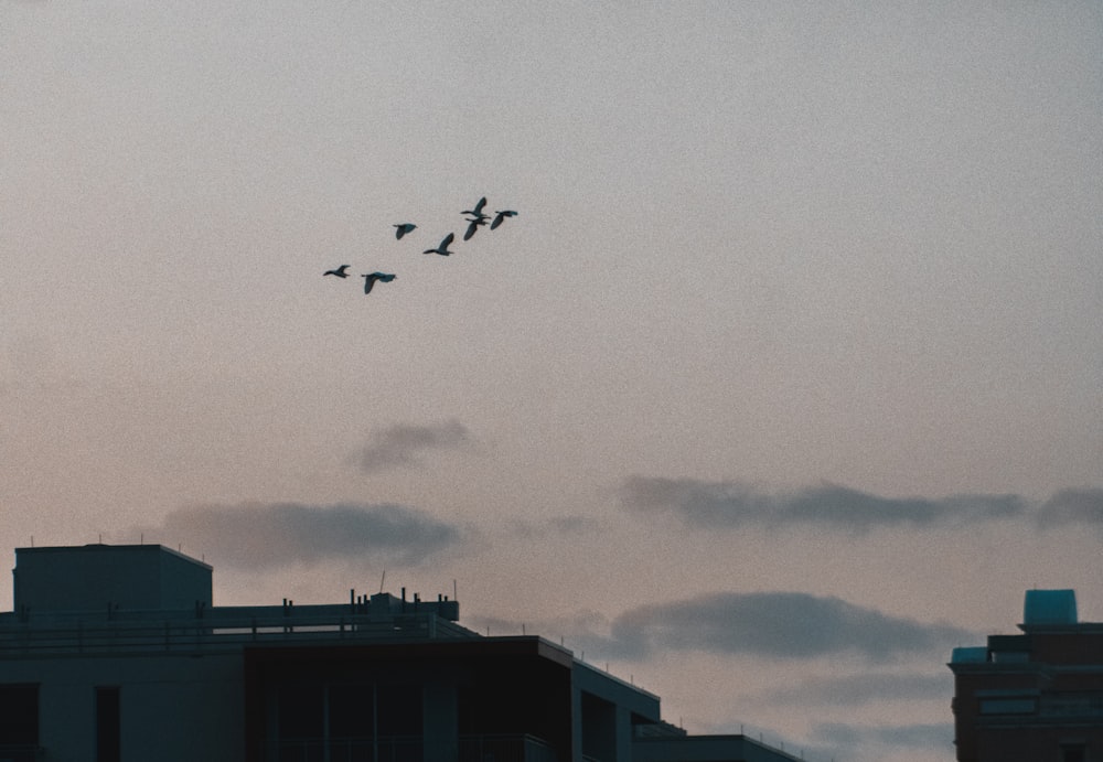 Une volée d’oiseaux survolant un bâtiment