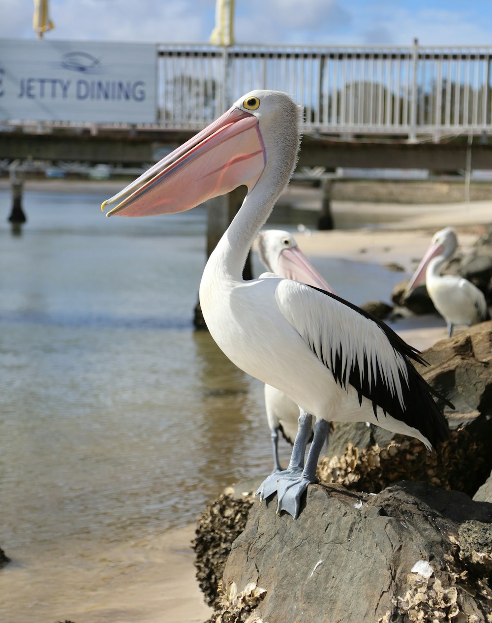 a pelican is standing on a rock near the water
