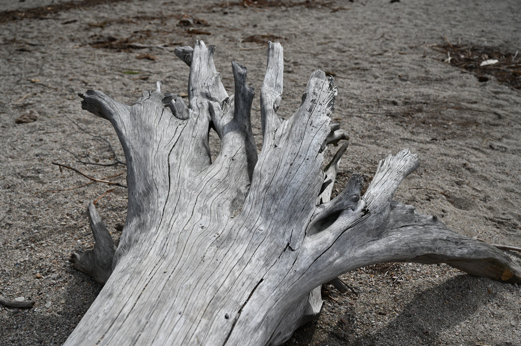 Close view of a cut tree stump and natural wood grain