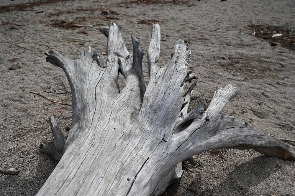 a close up of a tree stump on a beach