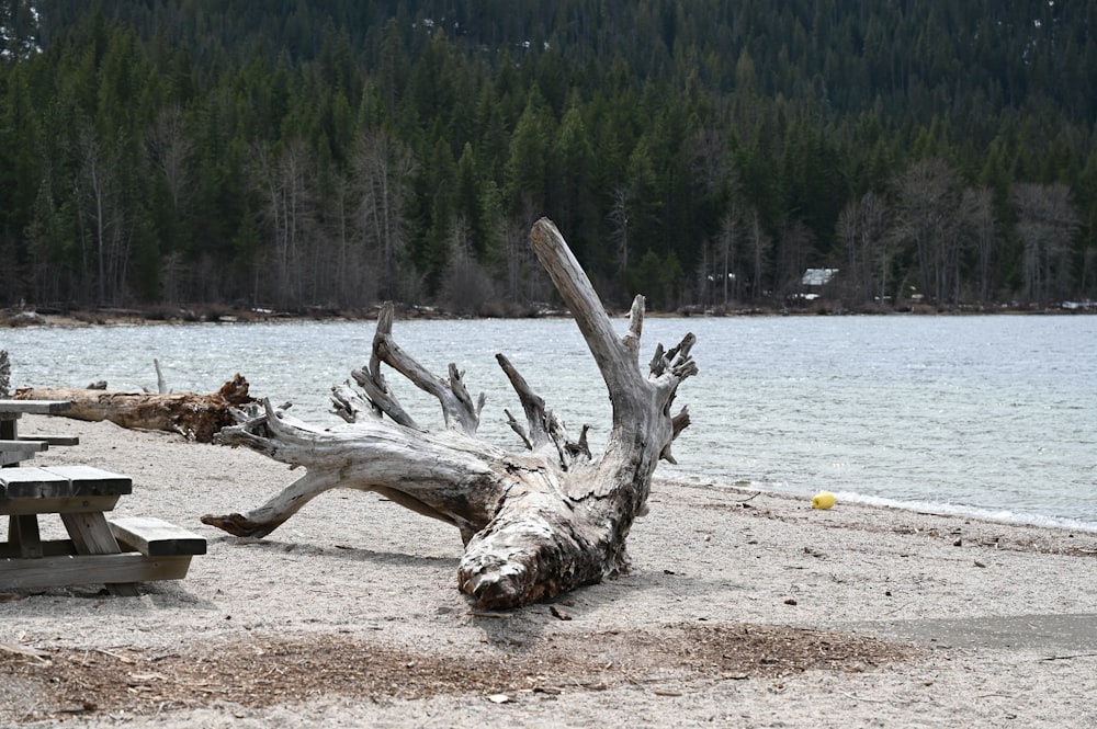 a tree that has fallen over on a beach