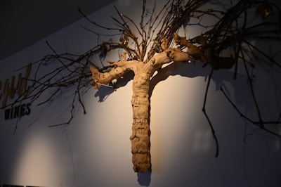 A sculptural installation composed of twisted, gnarled branches and driftwood is mounted on a wall. The shadows cast by the branches create an intricate pattern on the wall, suggesting a natural and organic theme.