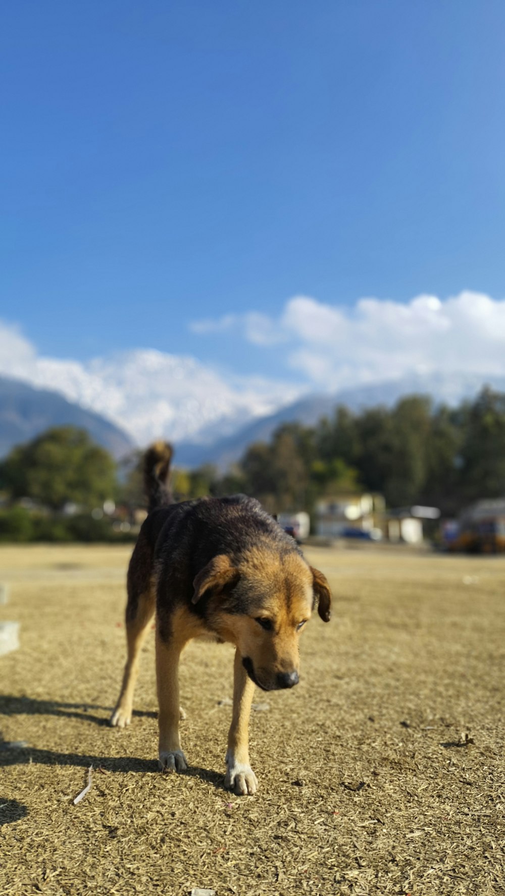 a dog walking across a dirt field with mountains in the background