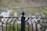 An ornate metal fence with a pointed top finial in the center. The metal is painted black and features decorative curved designs. The background is blurry and consists of natural elements like green and brown hues, suggesting an outdoor setting.