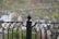 An ornate metal fence with a pointed top finial in the center. The metal is painted black and features decorative curved designs. The background is blurry and consists of natural elements like green and brown hues, suggesting an outdoor setting.