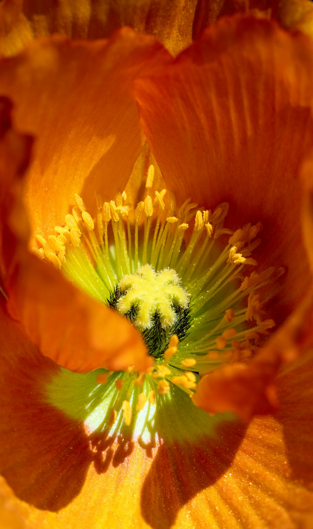 a close up view of a yellow flower