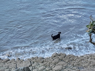 A black dog stands in shallow ocean water near a rocky shoreline. Small waves gently lap around the dog's legs. A few green leaves are visible in the foreground from a plant on the right side.