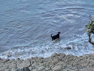 A black dog stands in shallow ocean water near a rocky shoreline. Small waves gently lap around the dog's legs. A few green leaves are visible in the foreground from a plant on the right side.