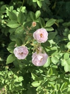 Close-up of vibrant pink roses freshly harvested in Kenyan fields under soft morning light.