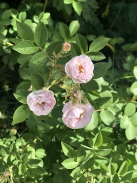 Close-up of vibrant pink roses freshly harvested in Kenyan fields under soft morning light.