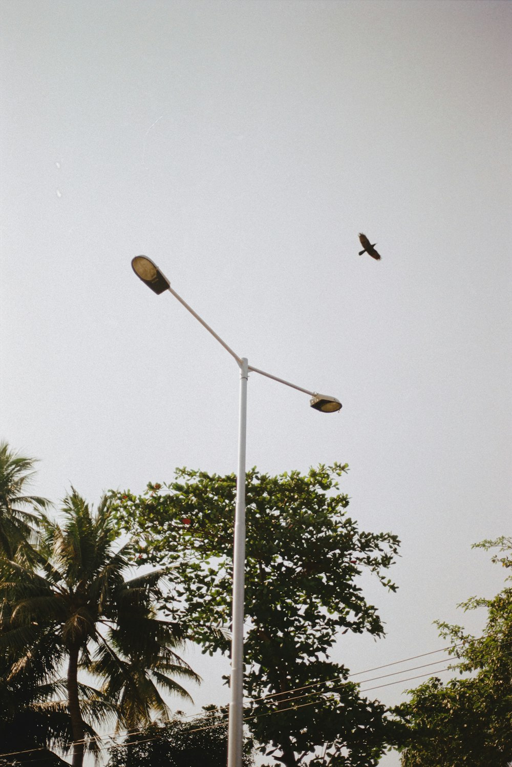 a street light with a bird flying over it