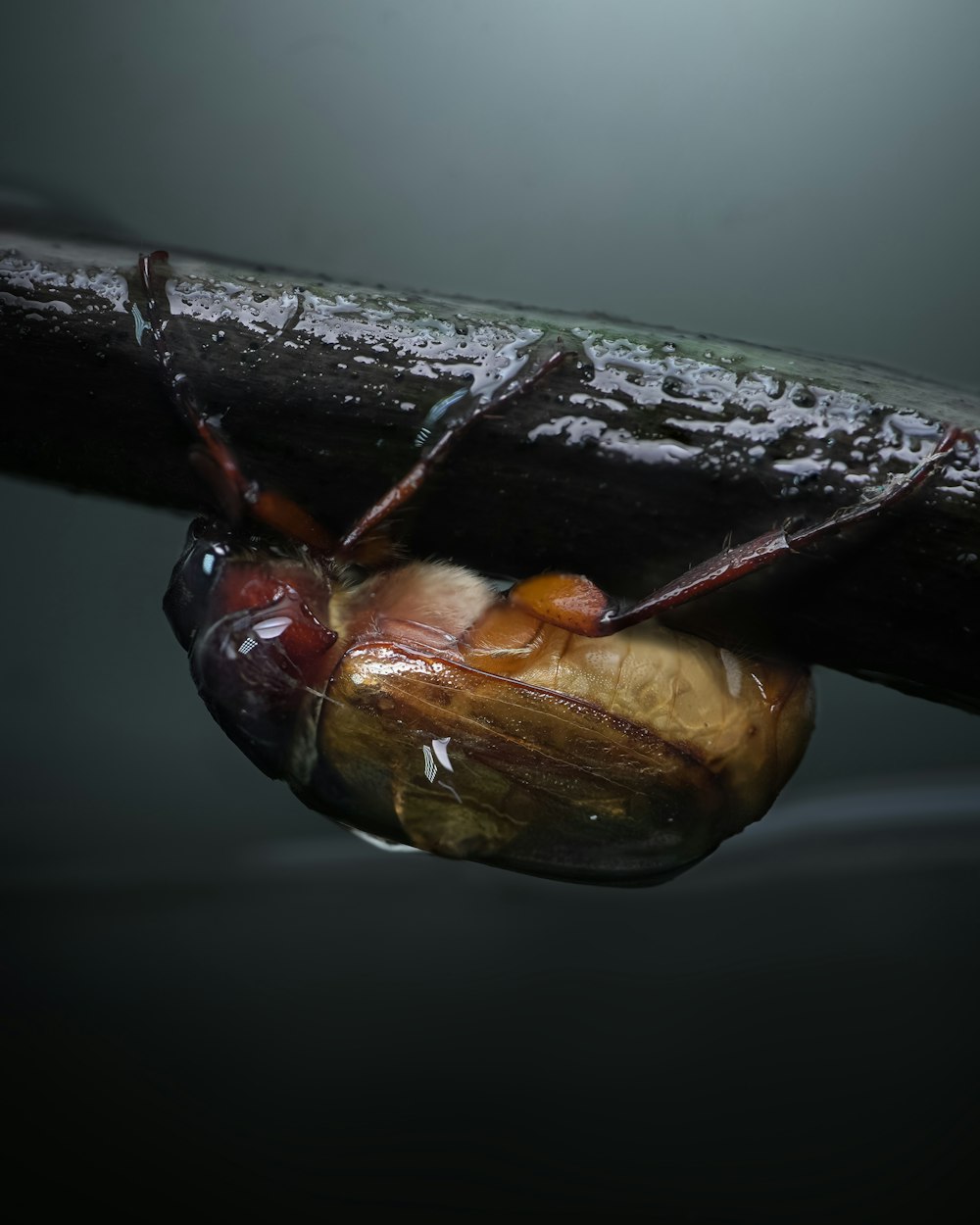 a close up of a bug on a branch