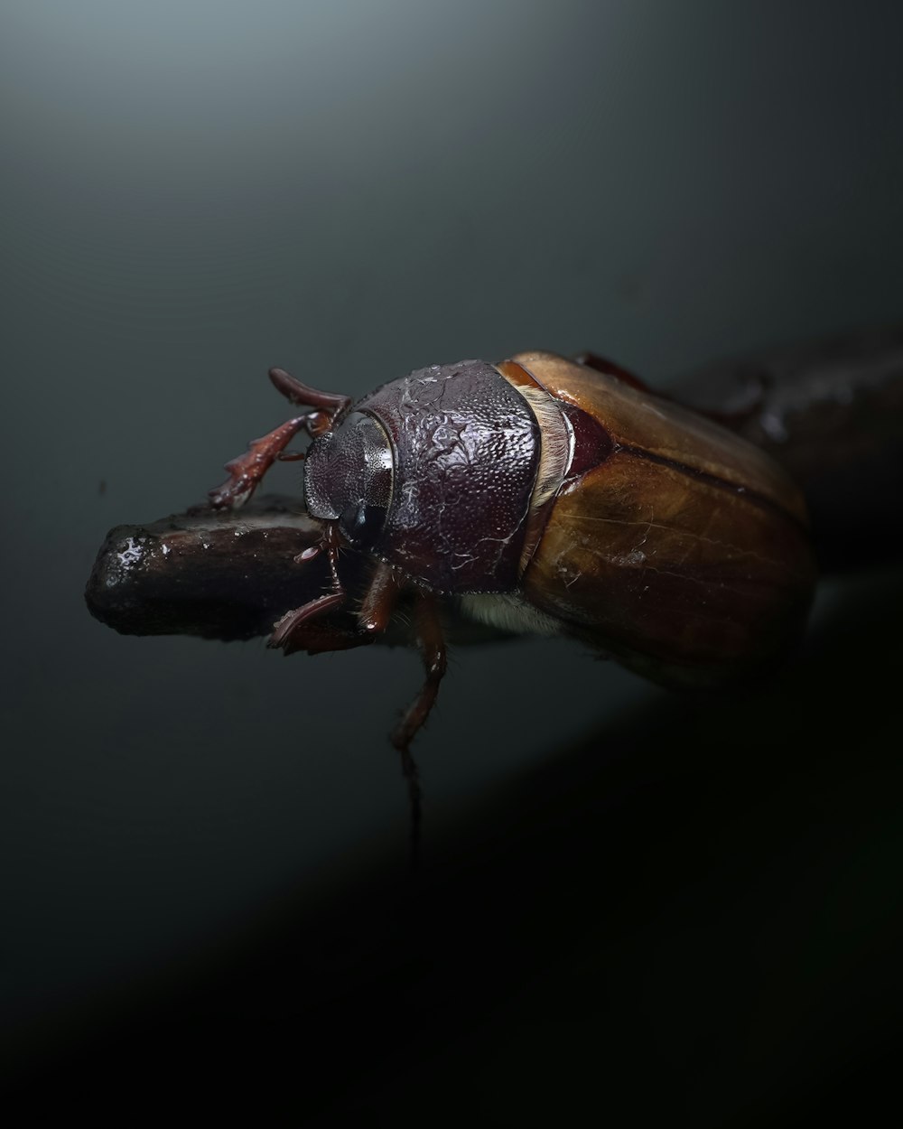 a close up of a bug on a black surface