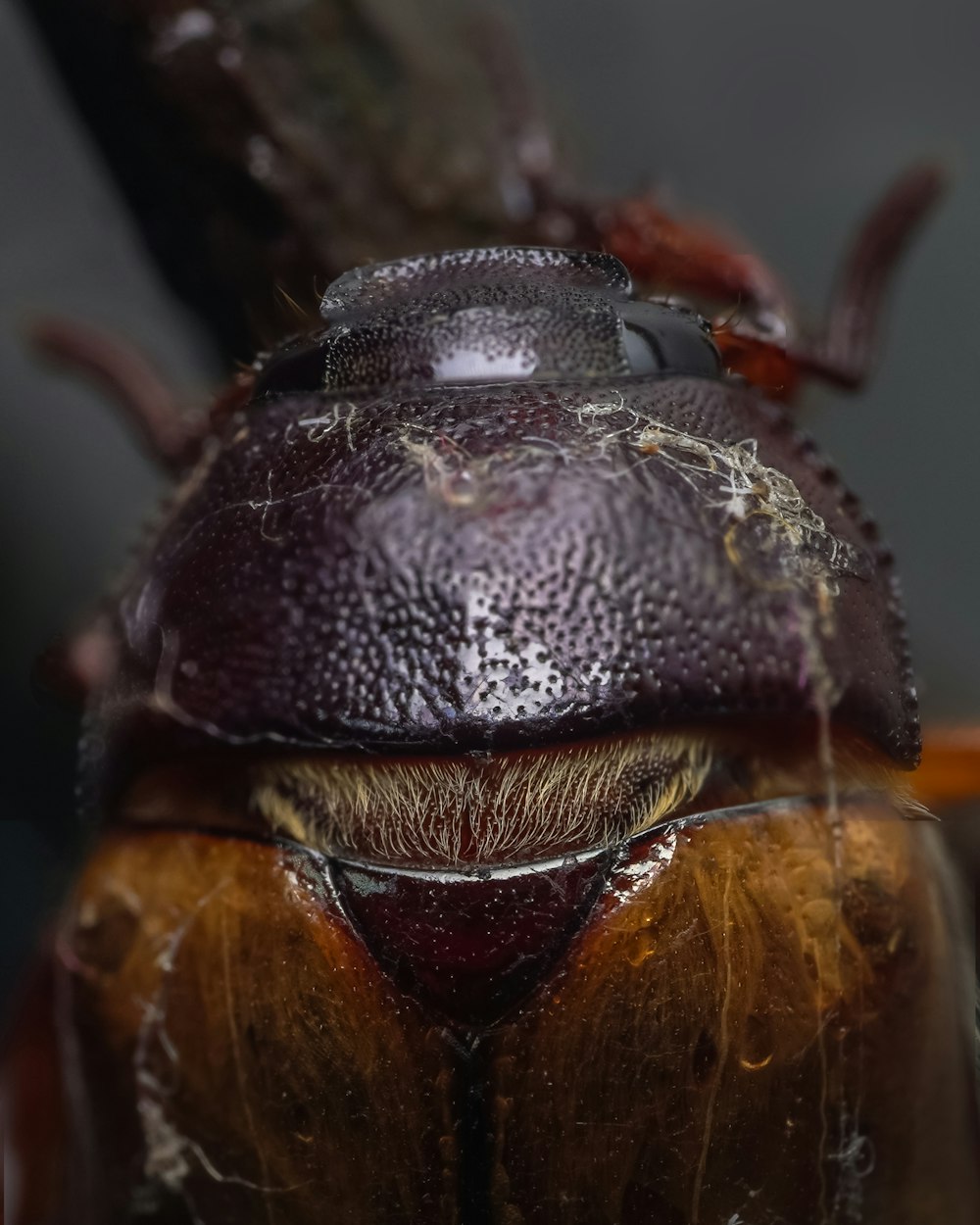 a close up of a beetle's head on a branch