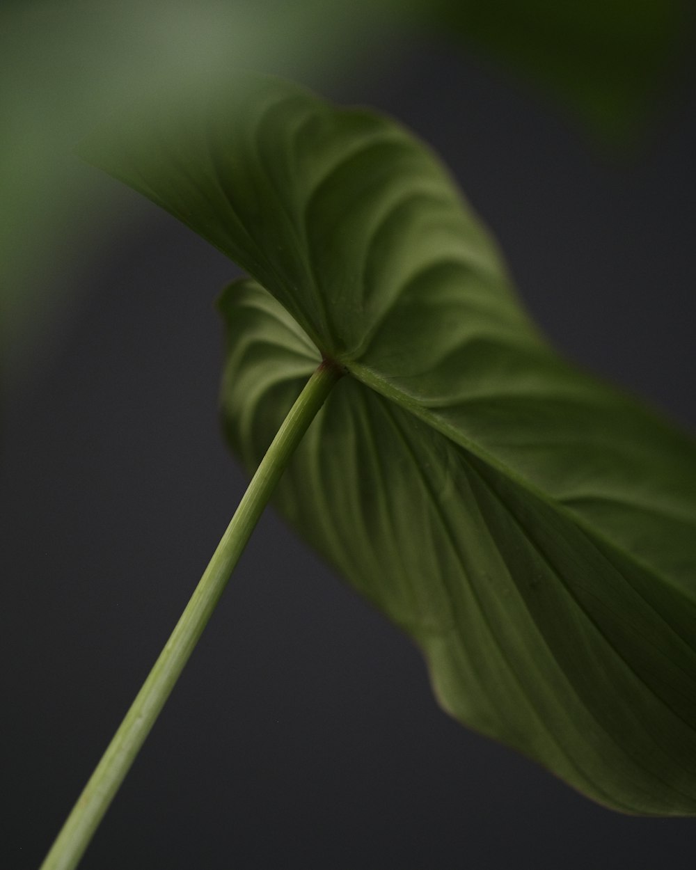 a close up of a large green leaf