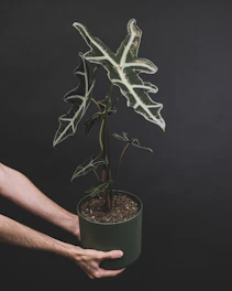 a person holding a potted plant in their hand