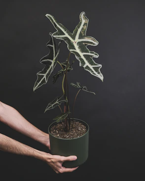 a person holding a potted plant in their hand