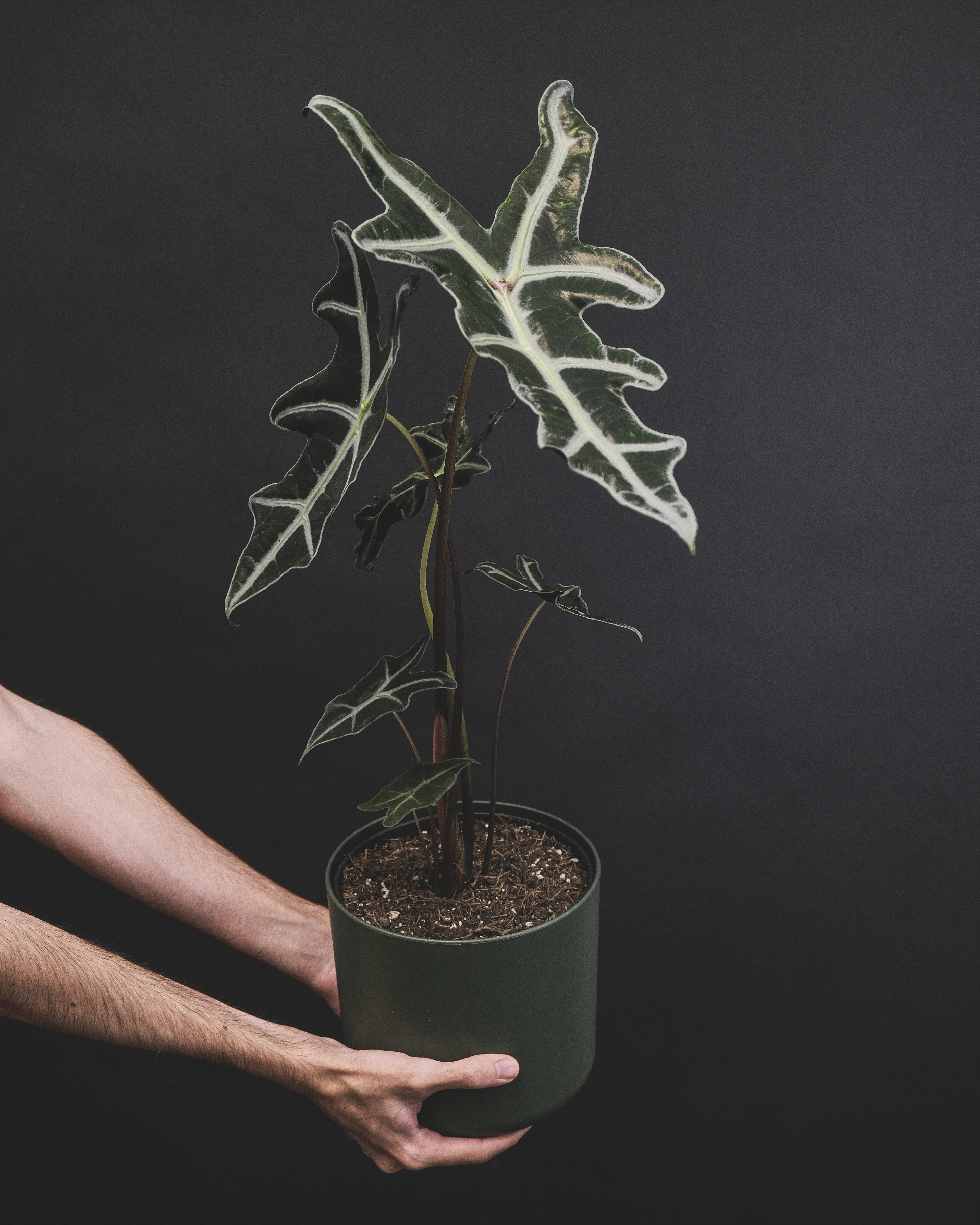 Alocasia Polly held against a black background