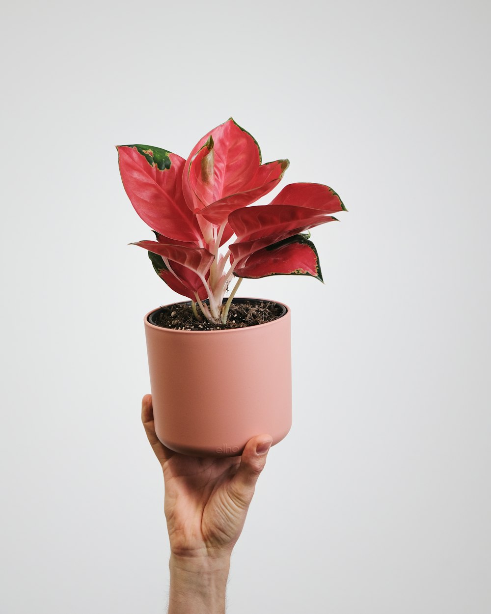 una mano sosteniendo una planta en maceta con flores rojas