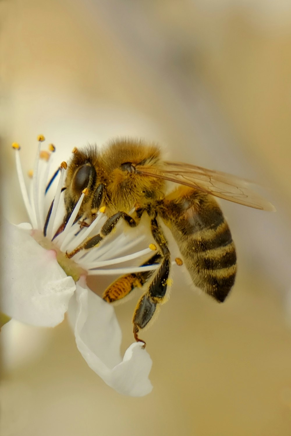 une abeille assise sur une fleur