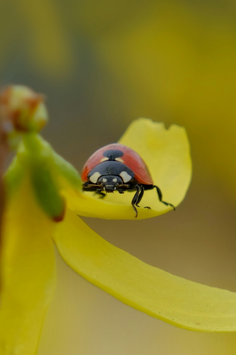 a lady bug sitting on top of a yellow flower