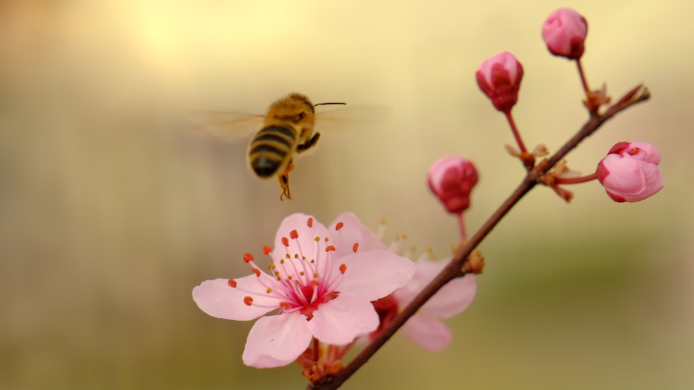 a bee flying over a pink flower on a branch
