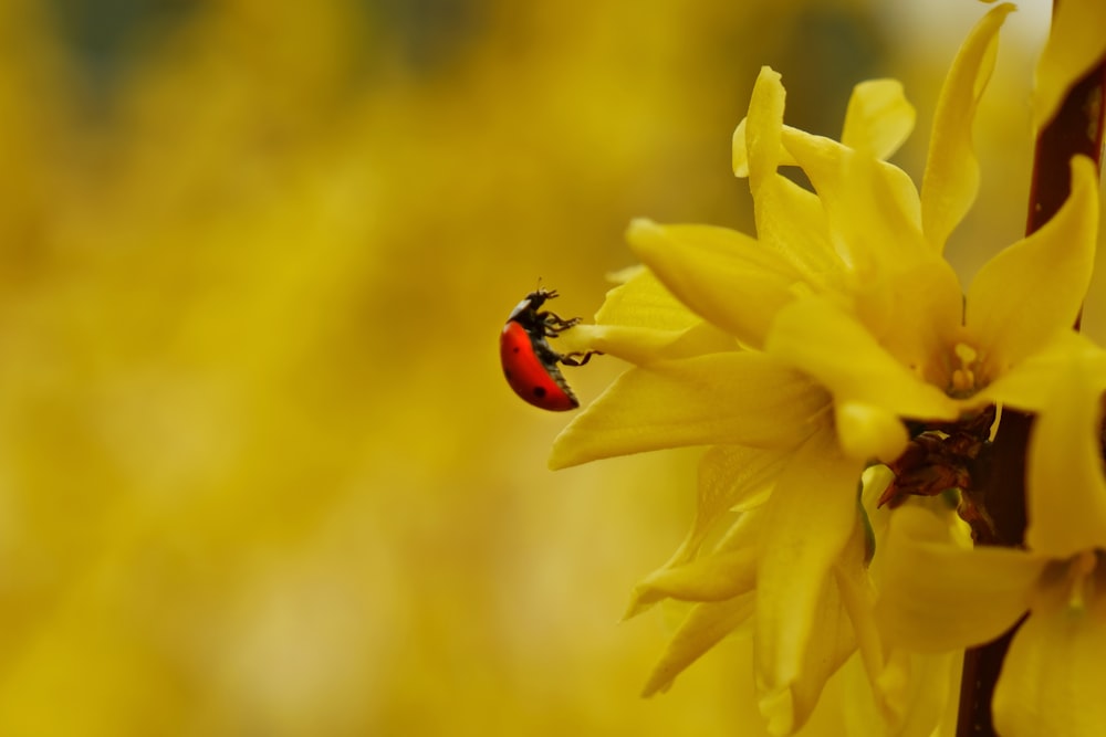 a red and black bug on a yellow flower