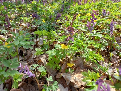 A vibrant spring landscape with blooming flowers and greenery.