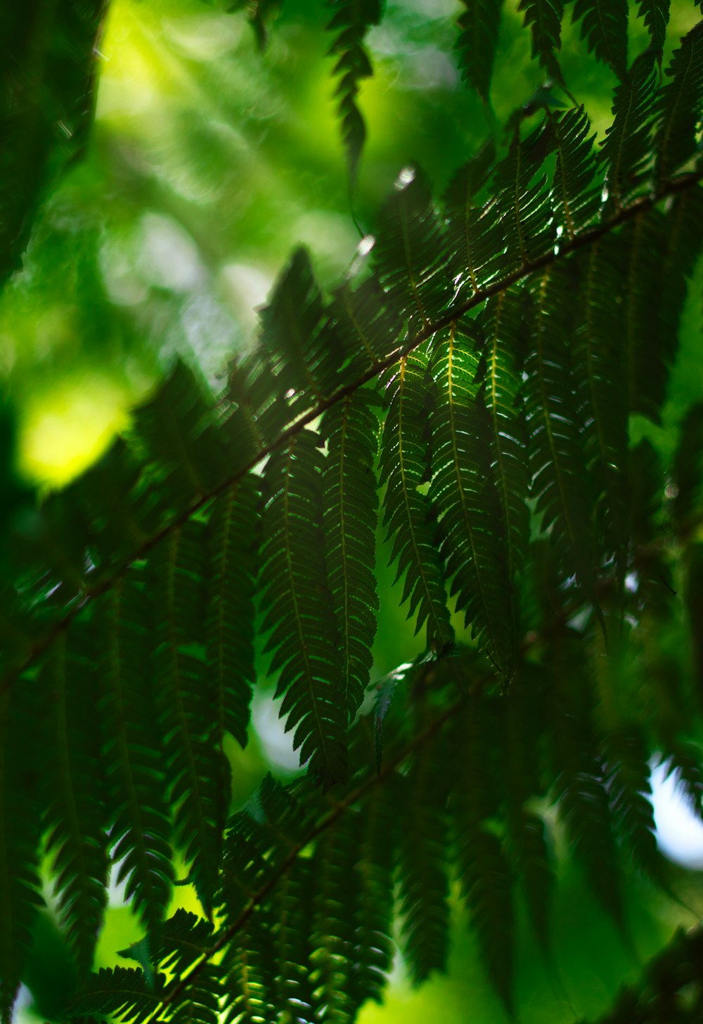 a close up of a green leafy tree