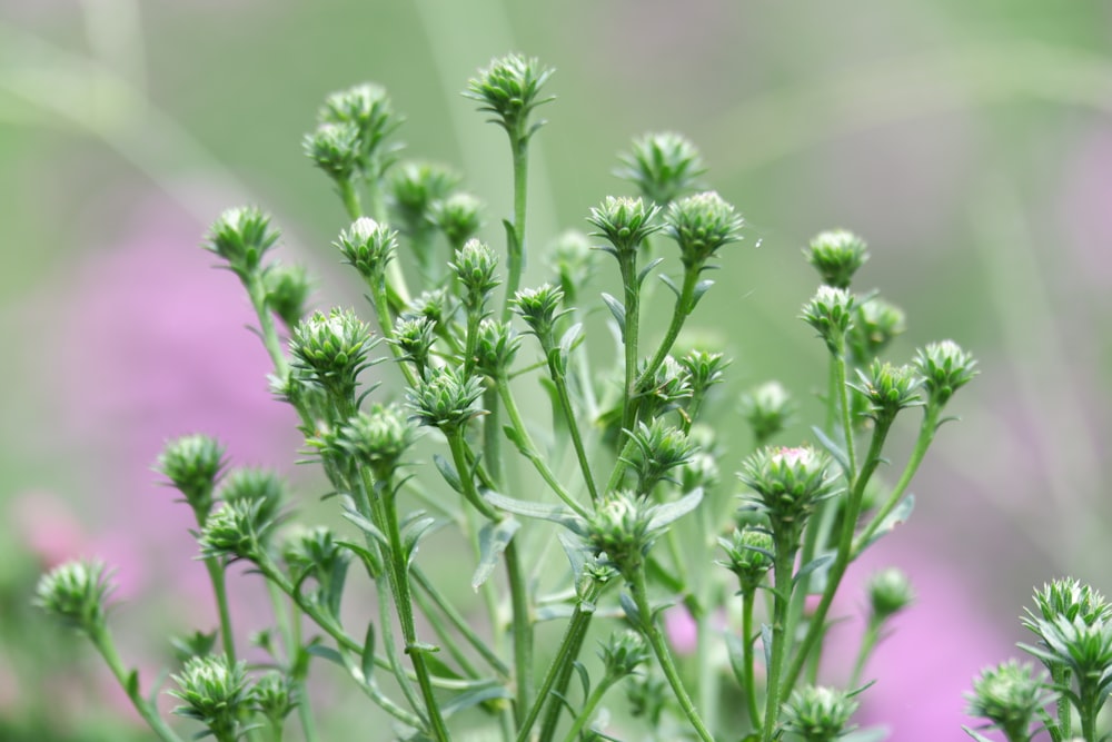 a close up of a plant with a blurry background